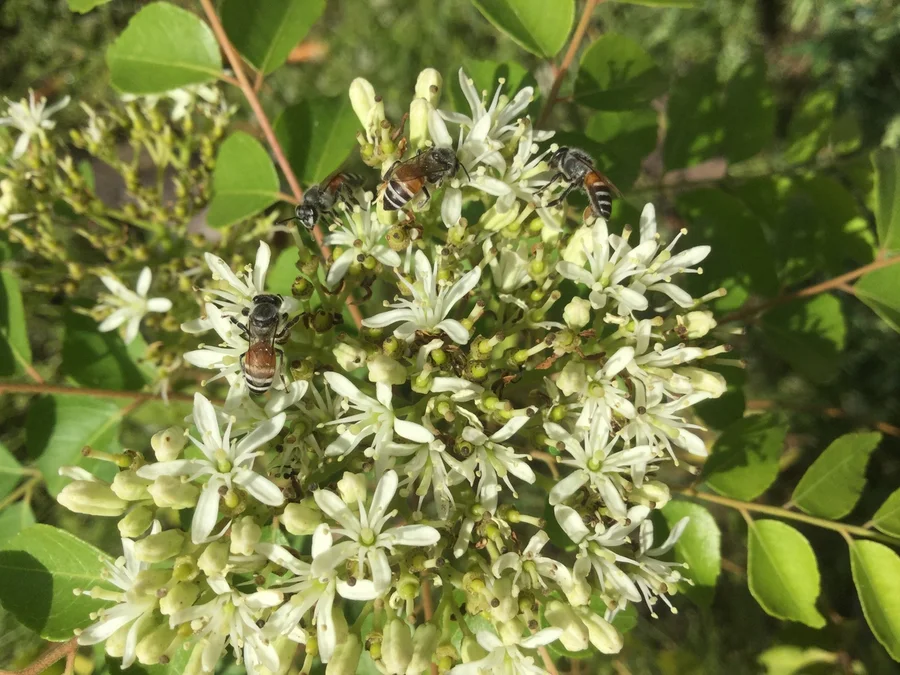 Sweet flowers of curry leaf tree